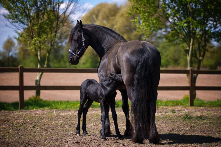 horse-and-baby